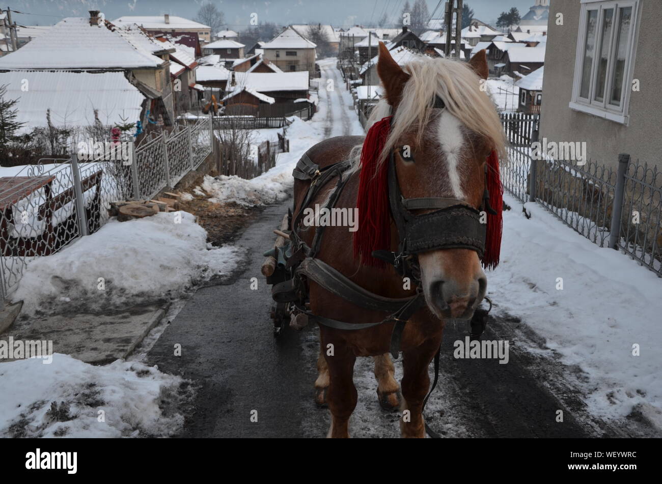 Horse Pulling Cart High Resolution Stock Photography and Images Alamy