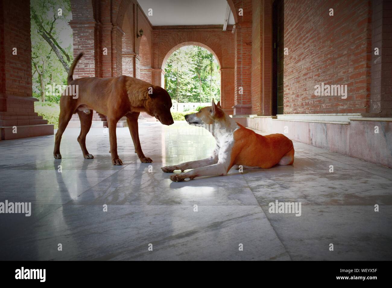Dogs On Marble Floor Stock Photo Alamy