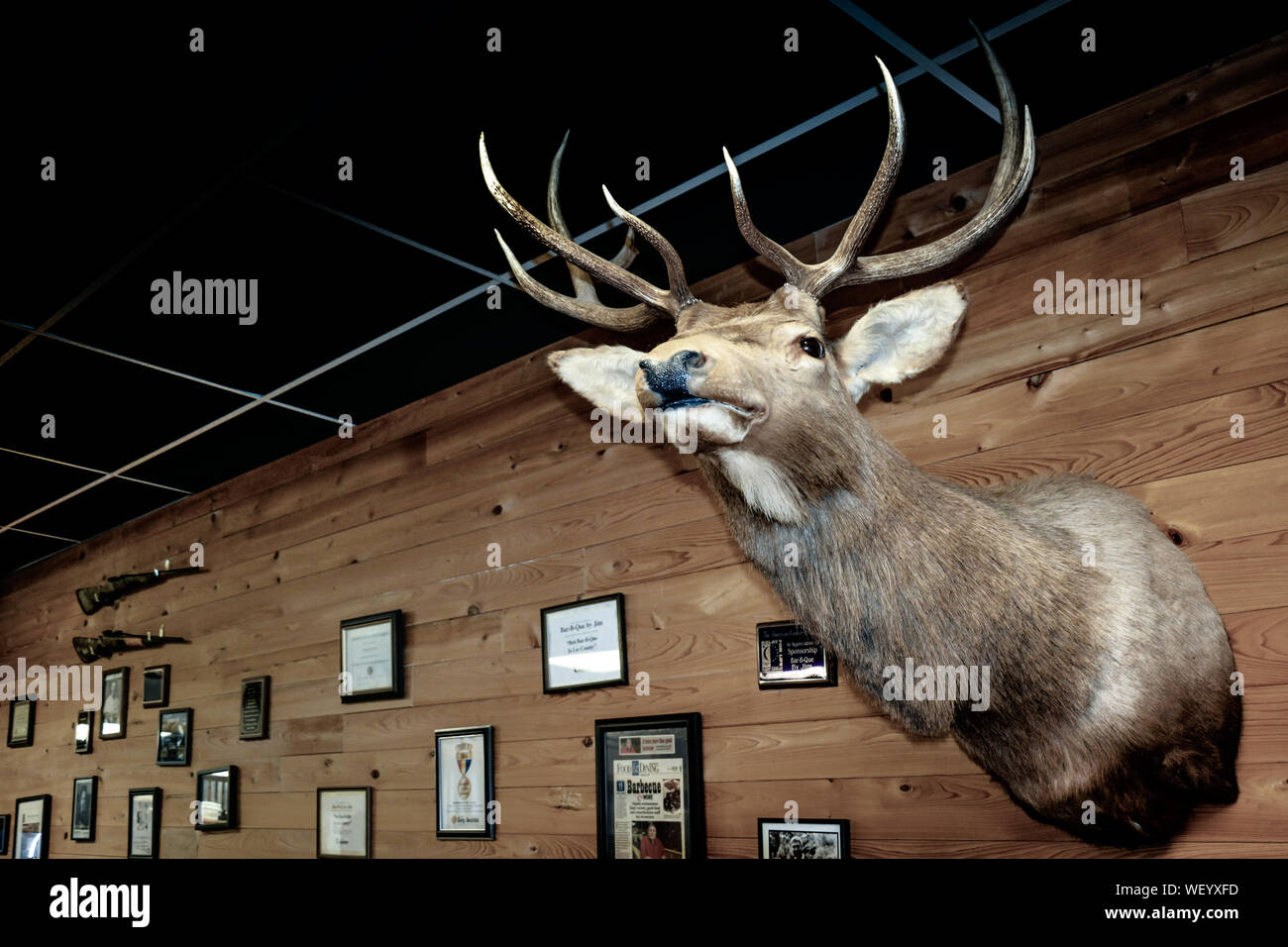 An old style interior for Bar-B-Q by Jim restaurant, with deer head wall mount as decor on wood paneled walls, with photographs and hunting rifles Stock Photo