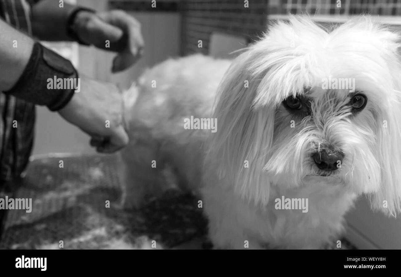 Groomer hires stock photography and images Alamy