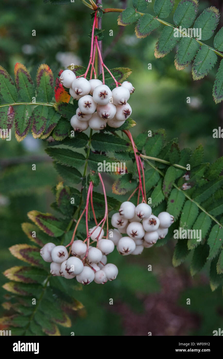 Chinese Mountain Ash, Sorbus koehneana, Rowan white berries on tree, August Stock Photo
