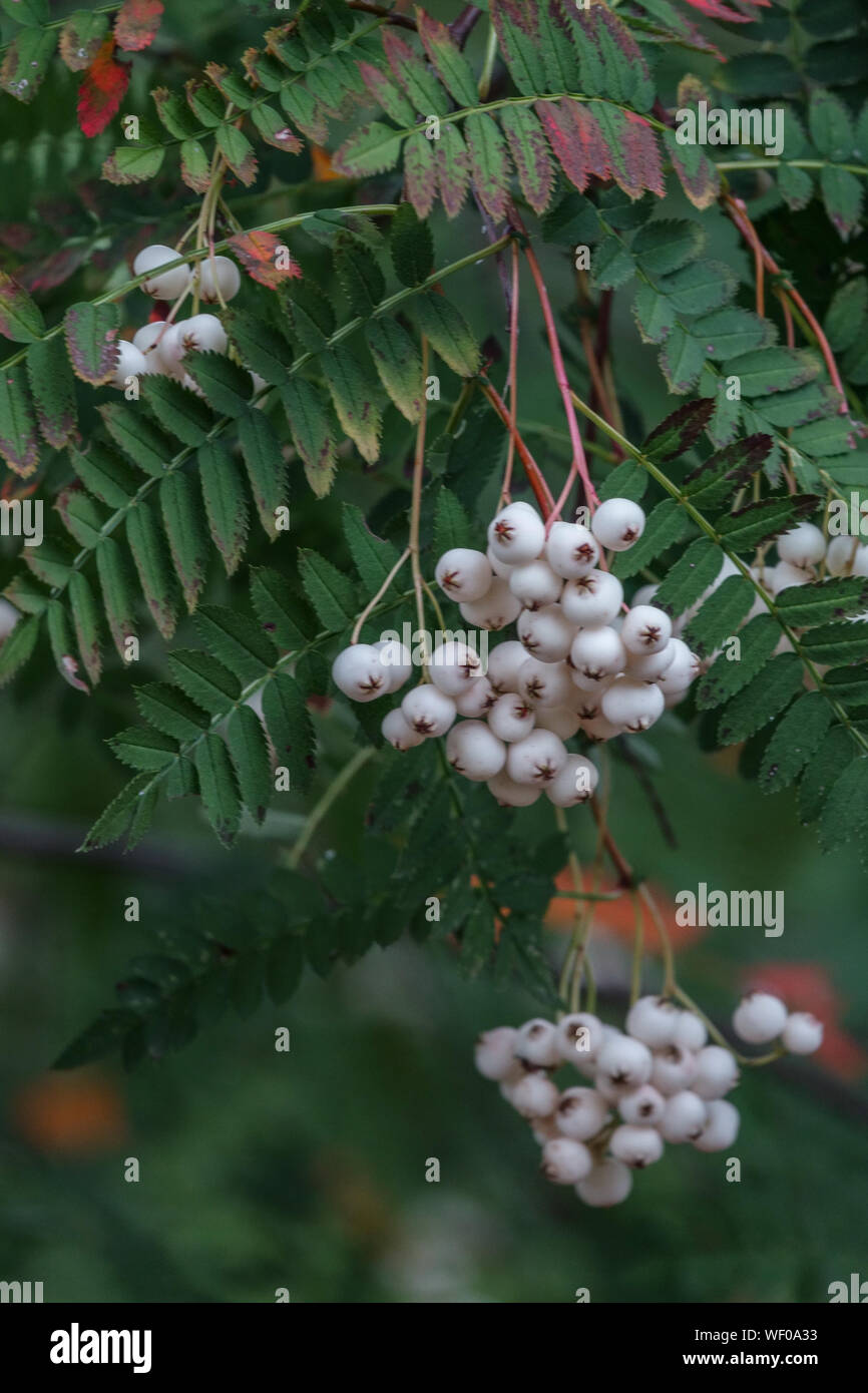 Chinese Mountain Ash, Sorbus koehneana, Rowan white berries on tree, August Stock Photo