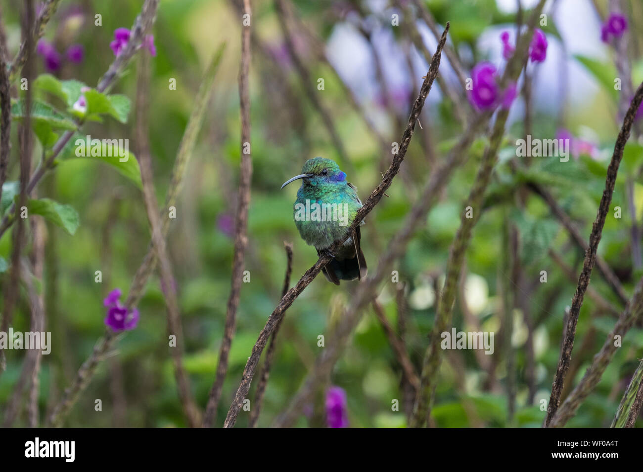 Hummingbird, Costa Rica Stock Photo