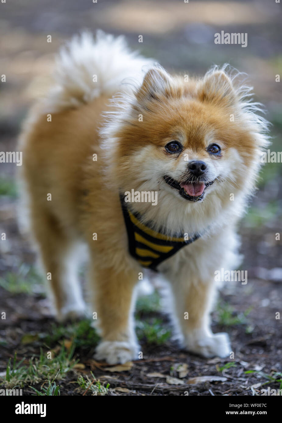 Adult Male Brown and White Pomeranian Portrait Stock Photo