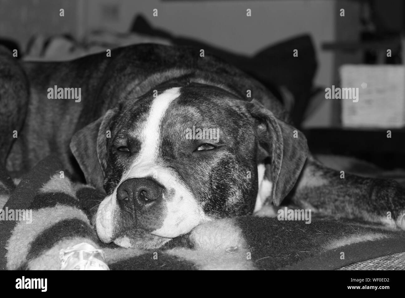 Animal_sleeping blanket hires stock photography and images Alamy