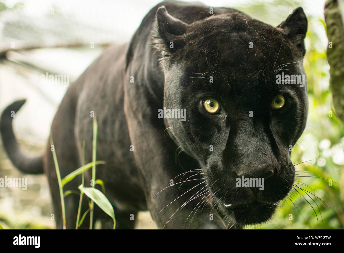 Black Jaguar Animal High Resolution Stock Photography And Images Alamy