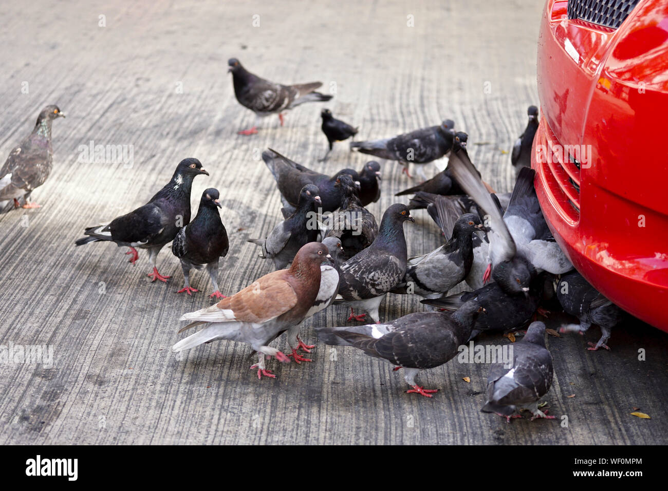 Birds pecking the ground hires stock photography and images Alamy