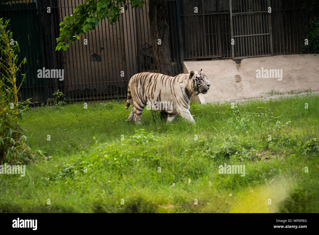 The majestic White Tiger walking around a a green grassed area where it is preserved in the Zoo in Delhi Stock Photo