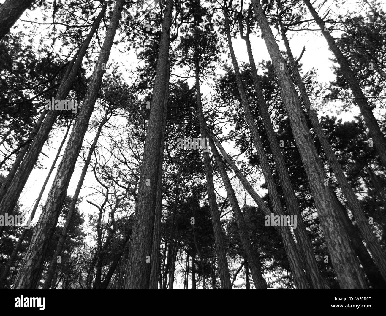 Thin tall trees hi-res stock photography and images - Alamy