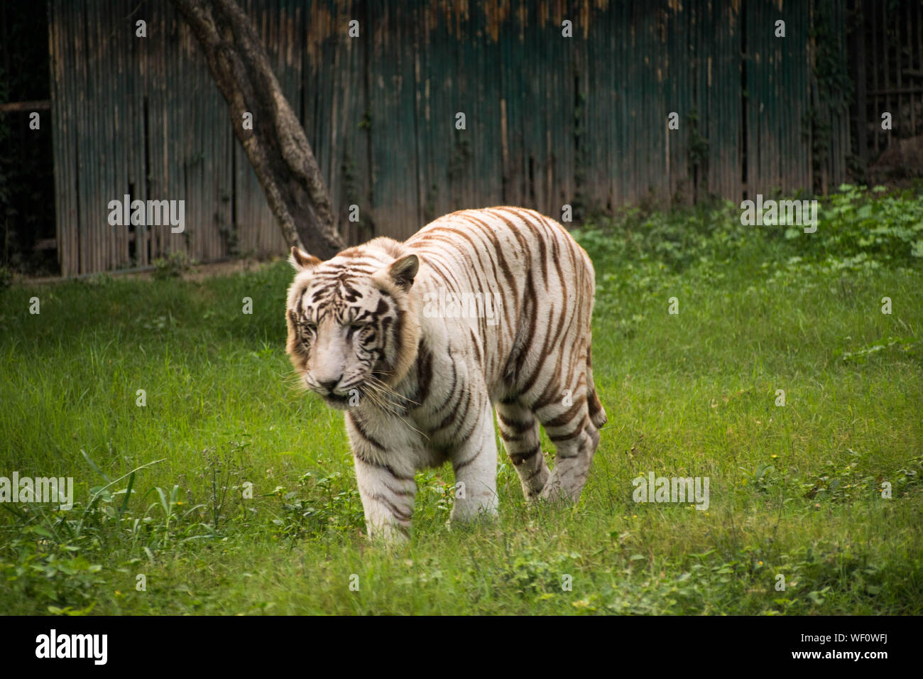 The majestic White Tiger walking around a a green grassed area where it is preserved in the Zoo in Delhi Stock Photo