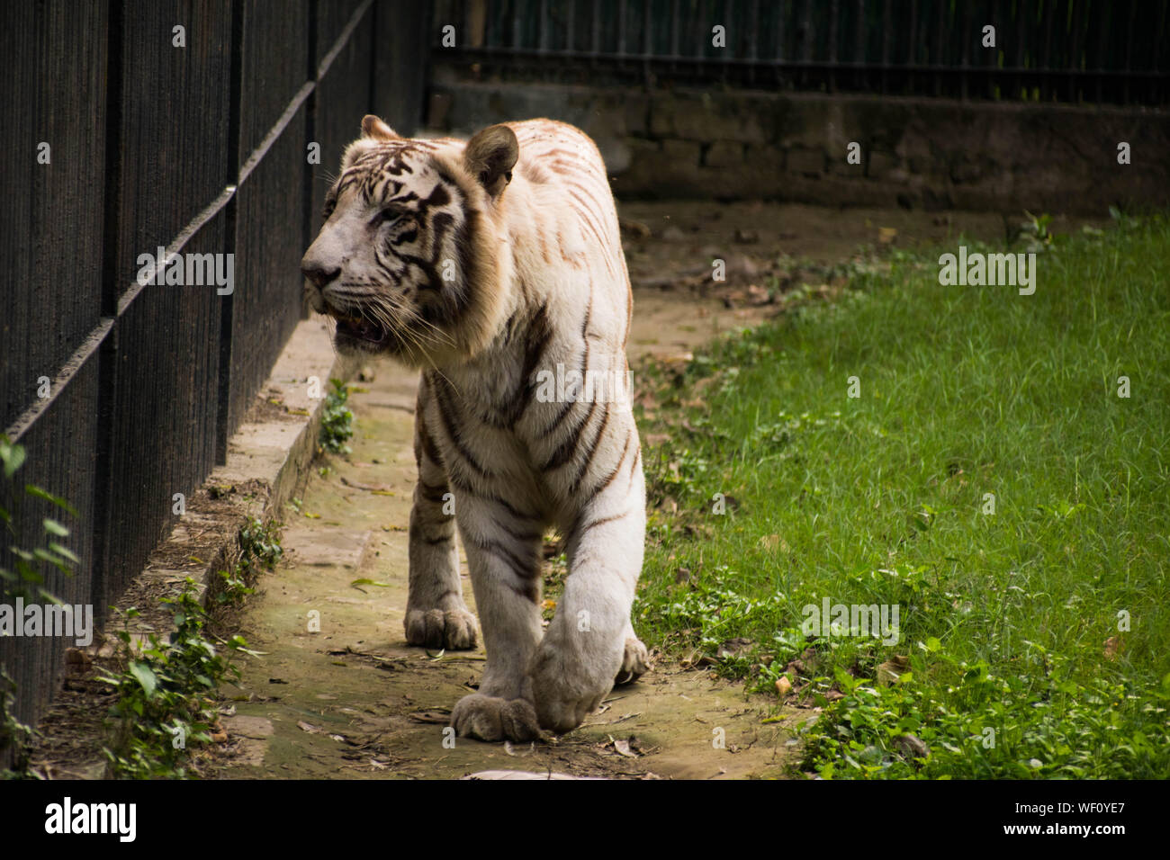 The majestic White Tiger walking around a a green grassed area where it is preserved in the Zoo in Delhi Stock Photo