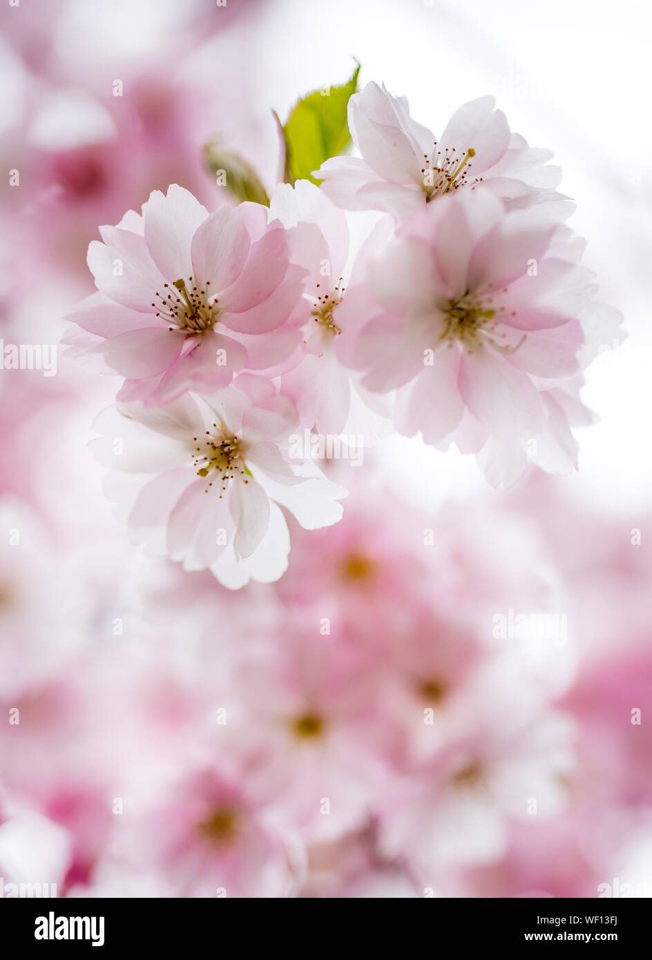 Close-up Of Pink Cherry Blossom Stock Photo