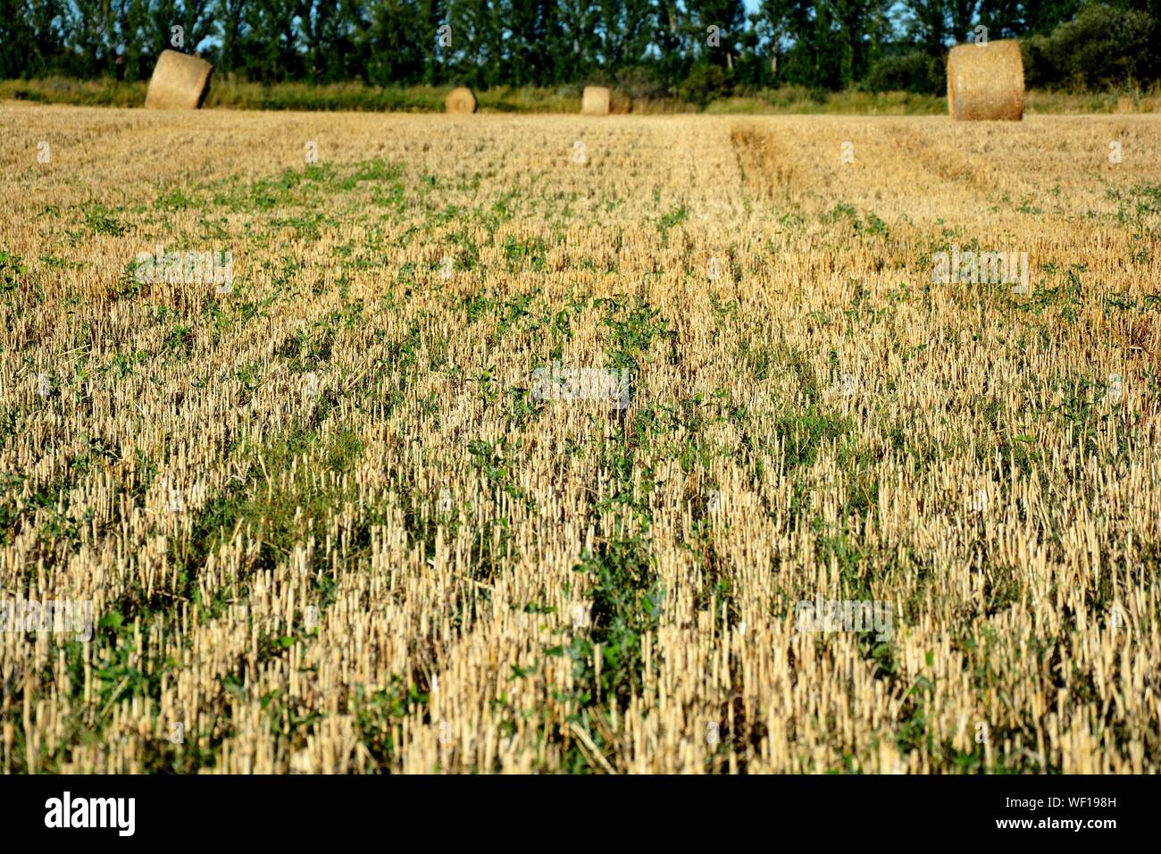 bales in a field of straw Stock Photo - Alamy