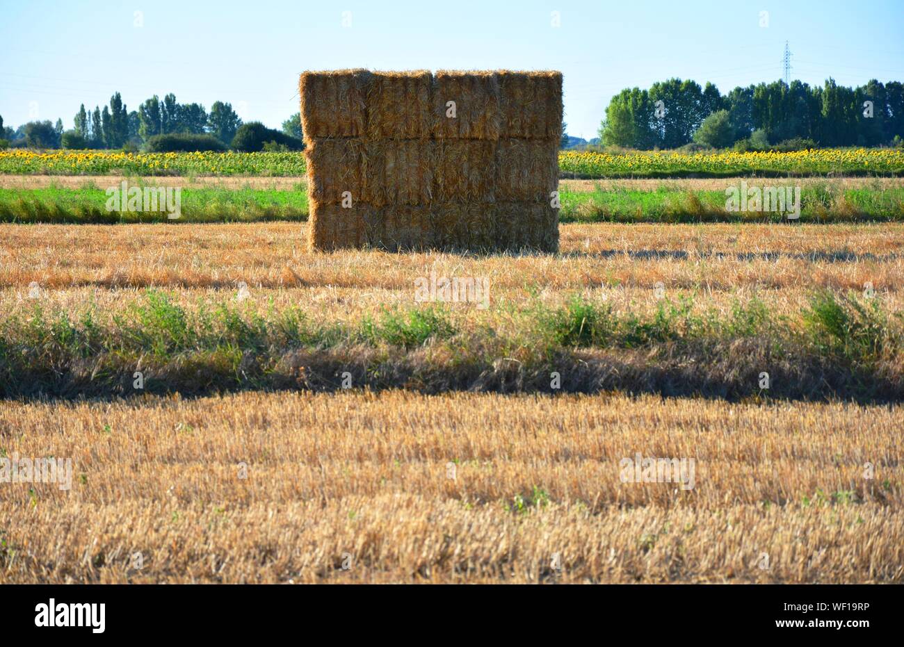 bales in a field of straw Stock Photo
