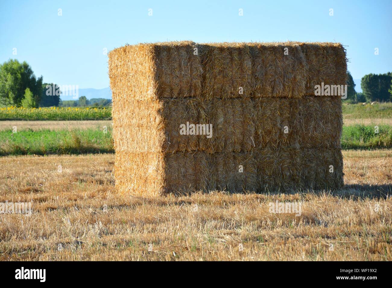 bales in a field of straw Stock Photo