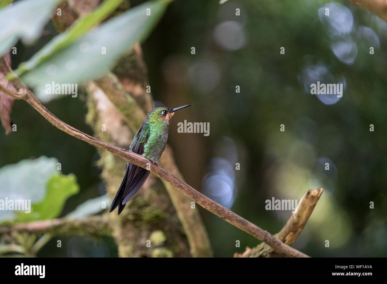 Hummingbird, Puntarenas Province, Monteverde, Costa Rica Stock Photo