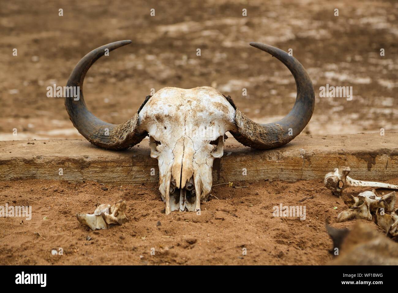 Animal skull hi-res stock photography and images - Alamy