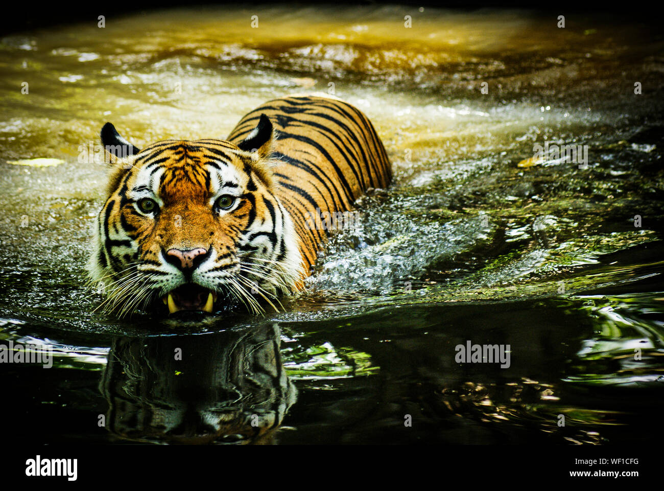 Portrait Of Malayan Tiger Swimming In Pond Stock Photo Alamy