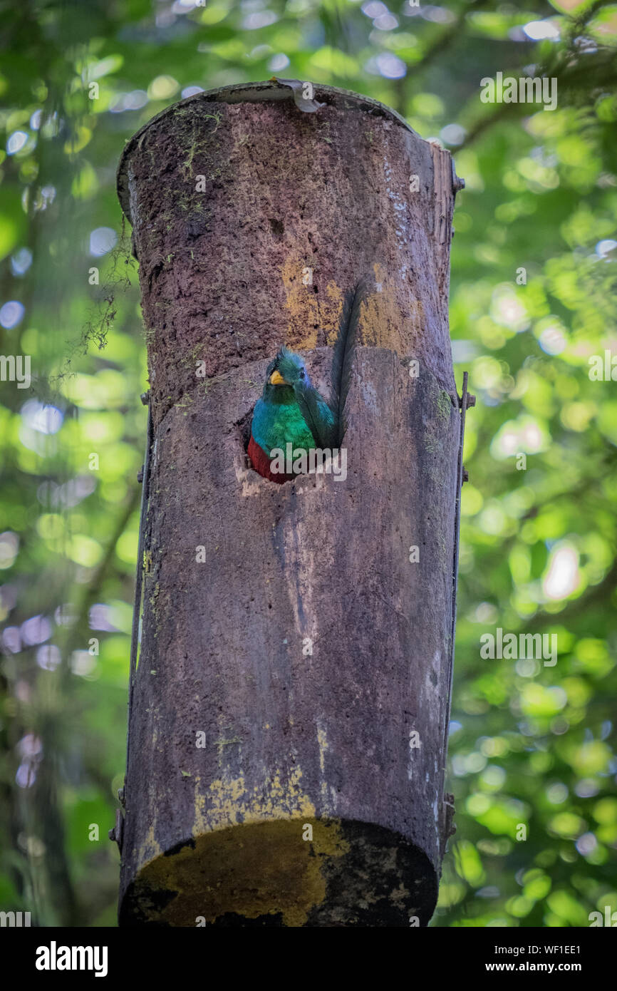 Resplendent Quetzal in birdhouse, Monteverde Cloud Forest, Costa Rica Stock Photo
