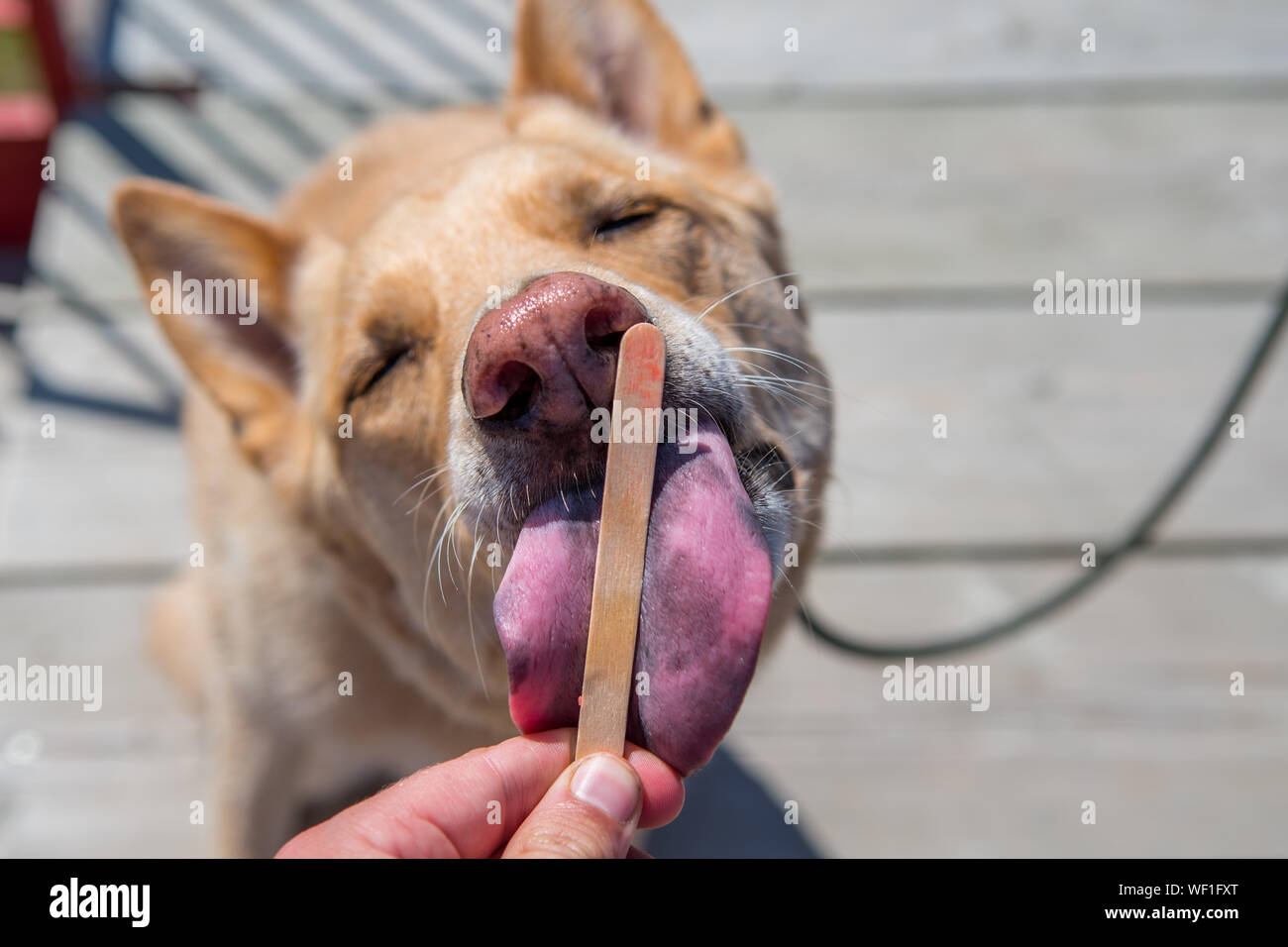 Dog licking human hires stock photography and images Alamy
