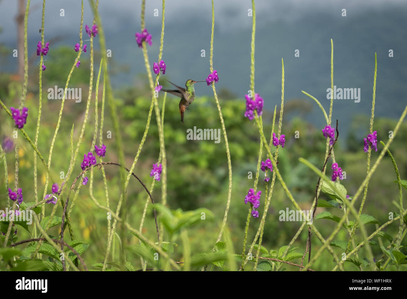 Hummingbird, Costa Rica Stock Photo