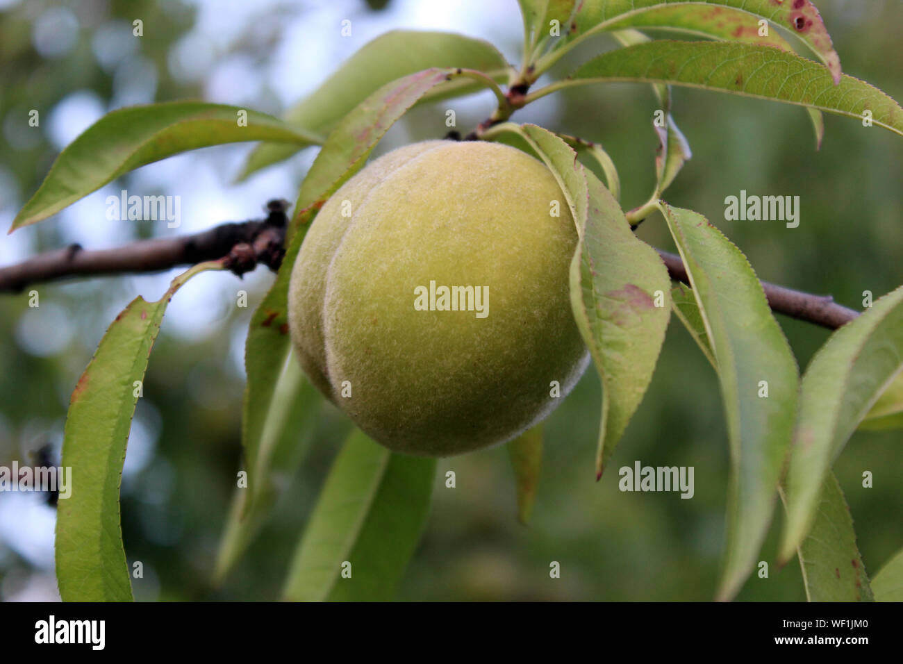 Unripe fruits at the tree hires stock photography and images Alamy