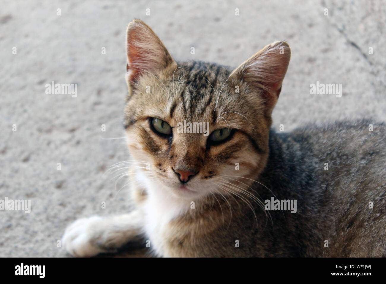 Domestic cat stalking hi-res stock photography and images - Alamy