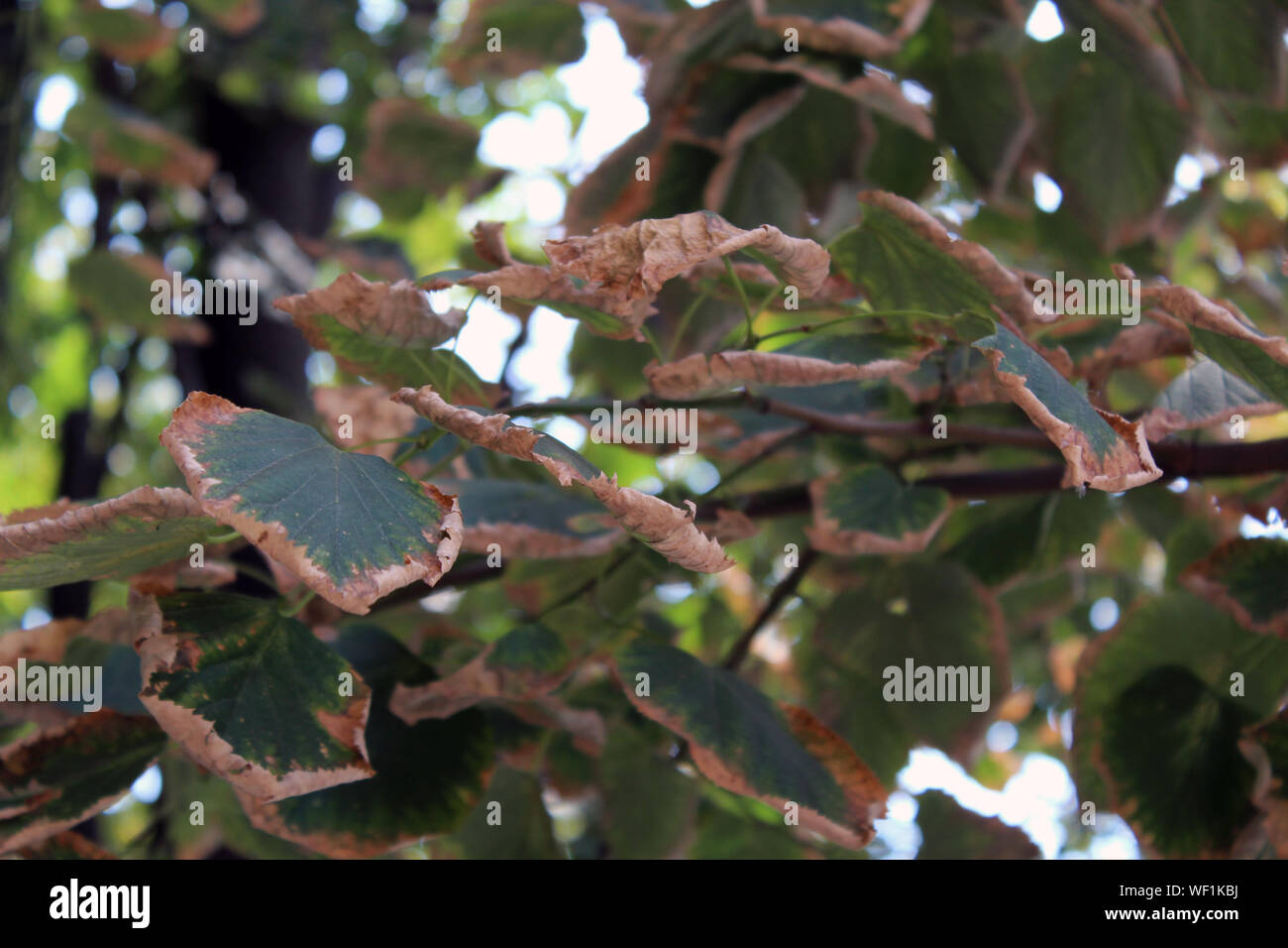 Close up view tilia hi-res stock photography and images - Alamy