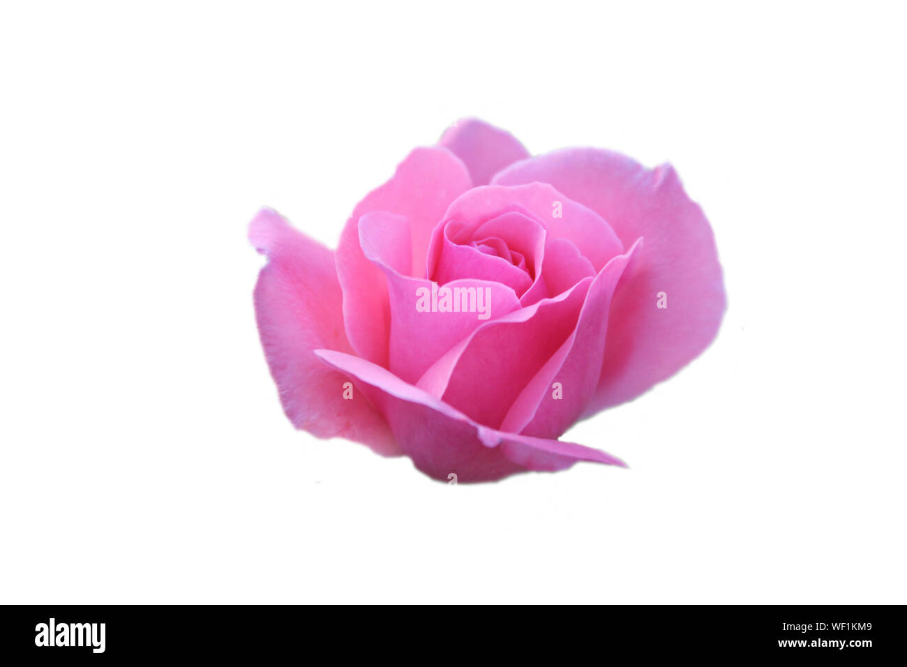 Pink rose isolated on white background Stock Photo - Alamy