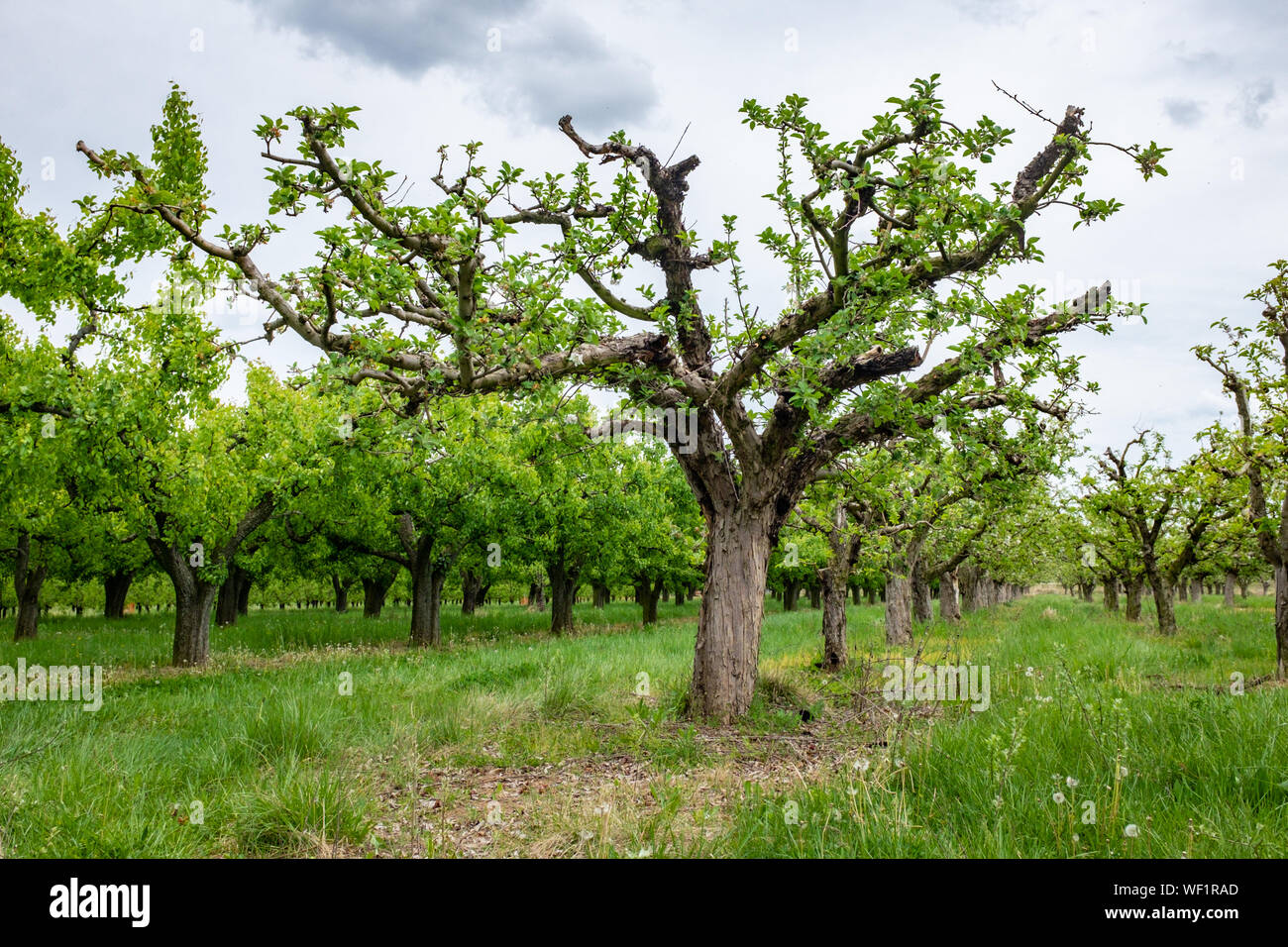Group of Trees Blooming in Spring in Zaragoza, Spain Stock Photo Alamy