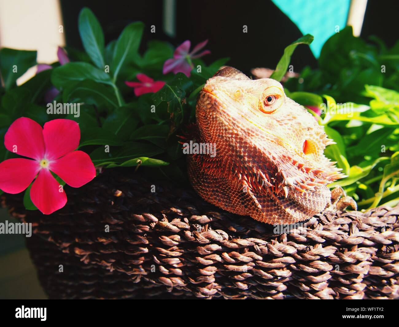 Close-up Of Lizard In Basket With Plant Stock Photo