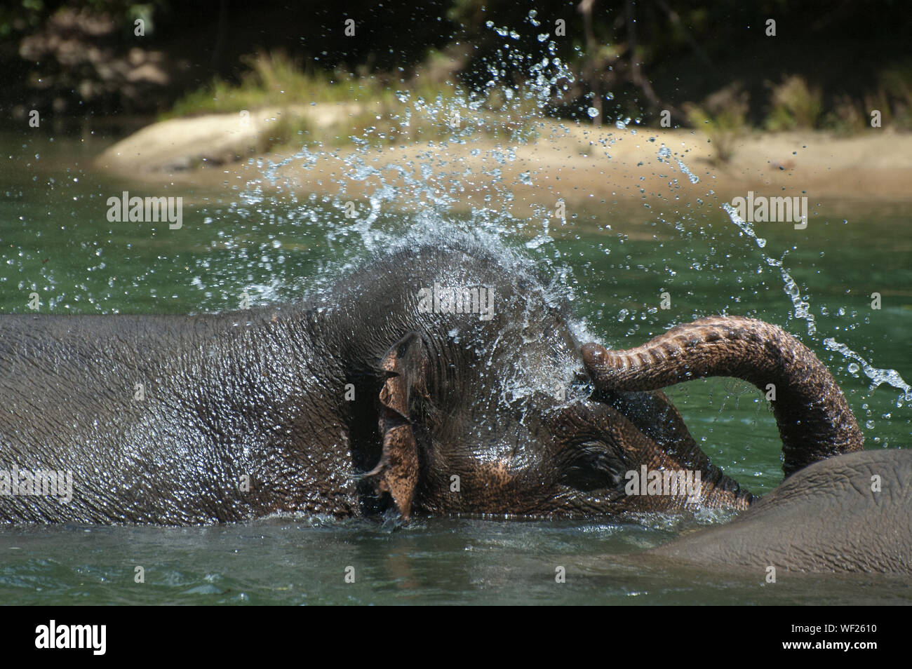 View Of Elephant In Water Stock Photo