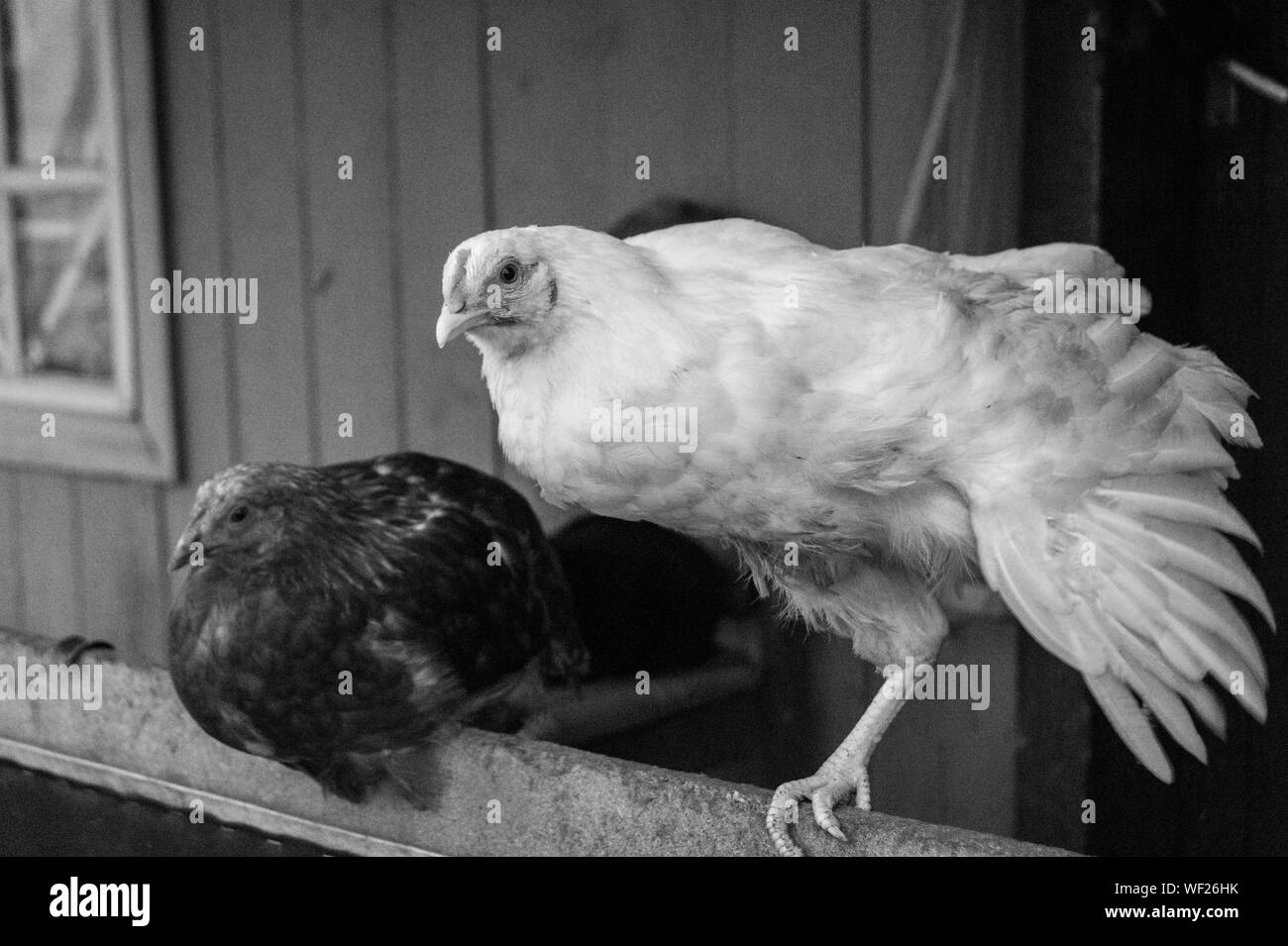 Foreground two chickens hires stock photography and images Alamy