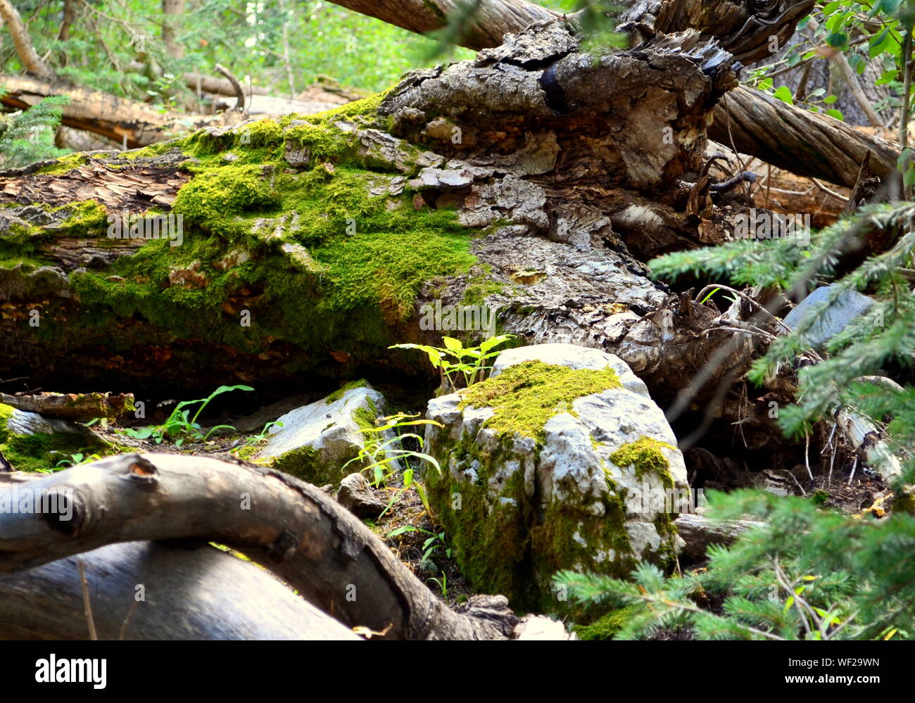 Fallen Tree And Stone Covered With Moss At Sandia Mountains Stock Photo