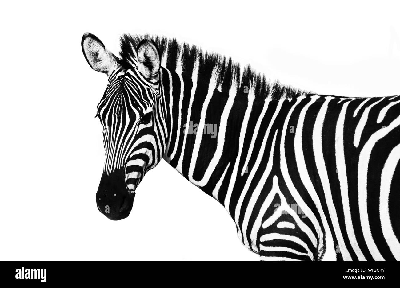 Zebra side view Black and White Stock Photos & Images Alamy