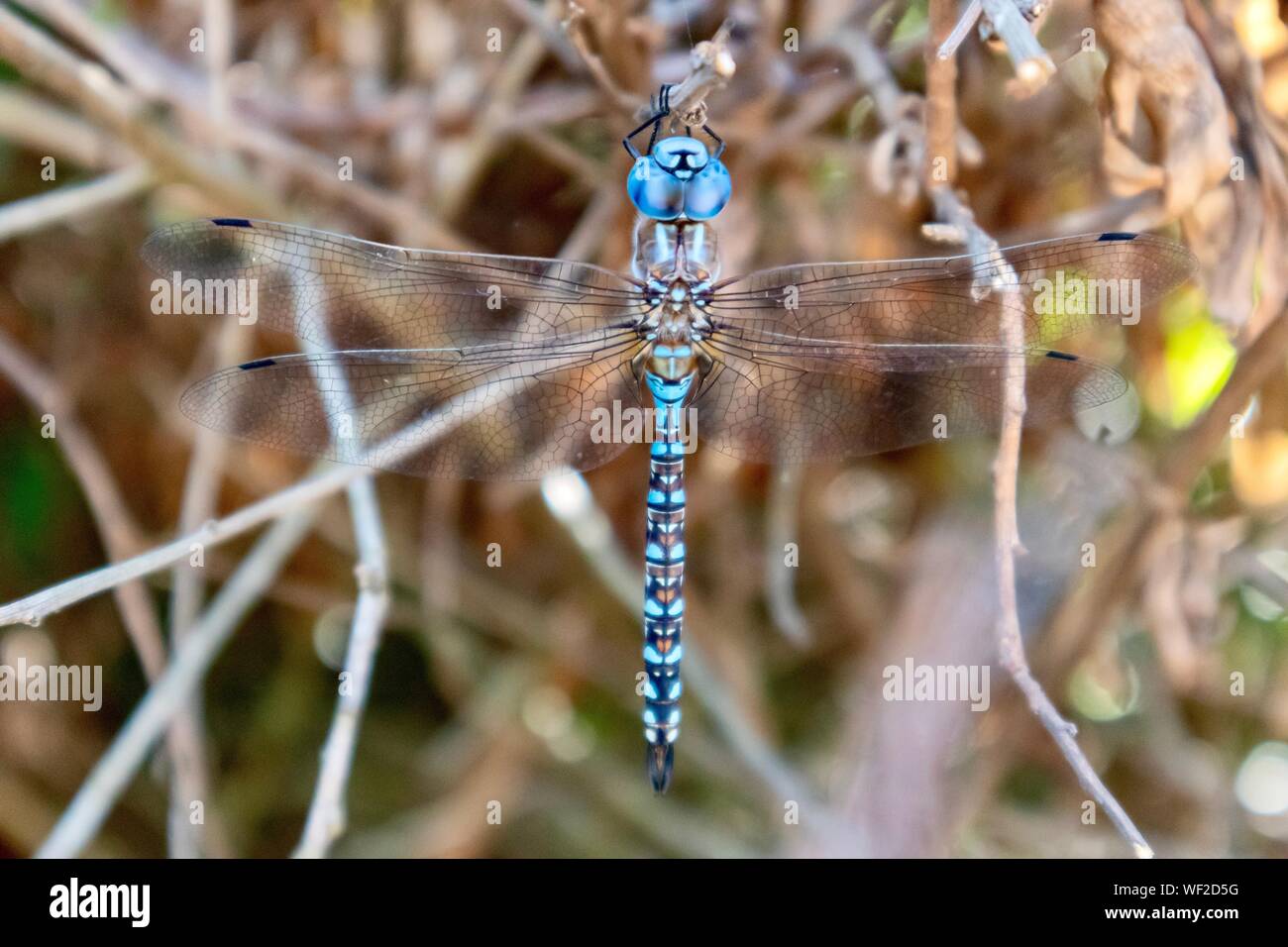 Dragonfly close up hi-res stock photography and images - Alamy