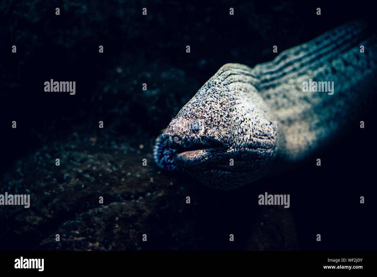Closeup Of Moray Eel Swimming In Tank At Aquarium Stock Photo Alamy