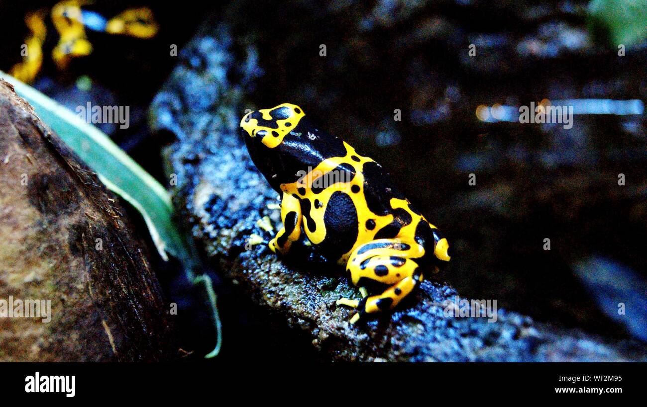Close-up Of Poison Arrow Frog Stock Photo