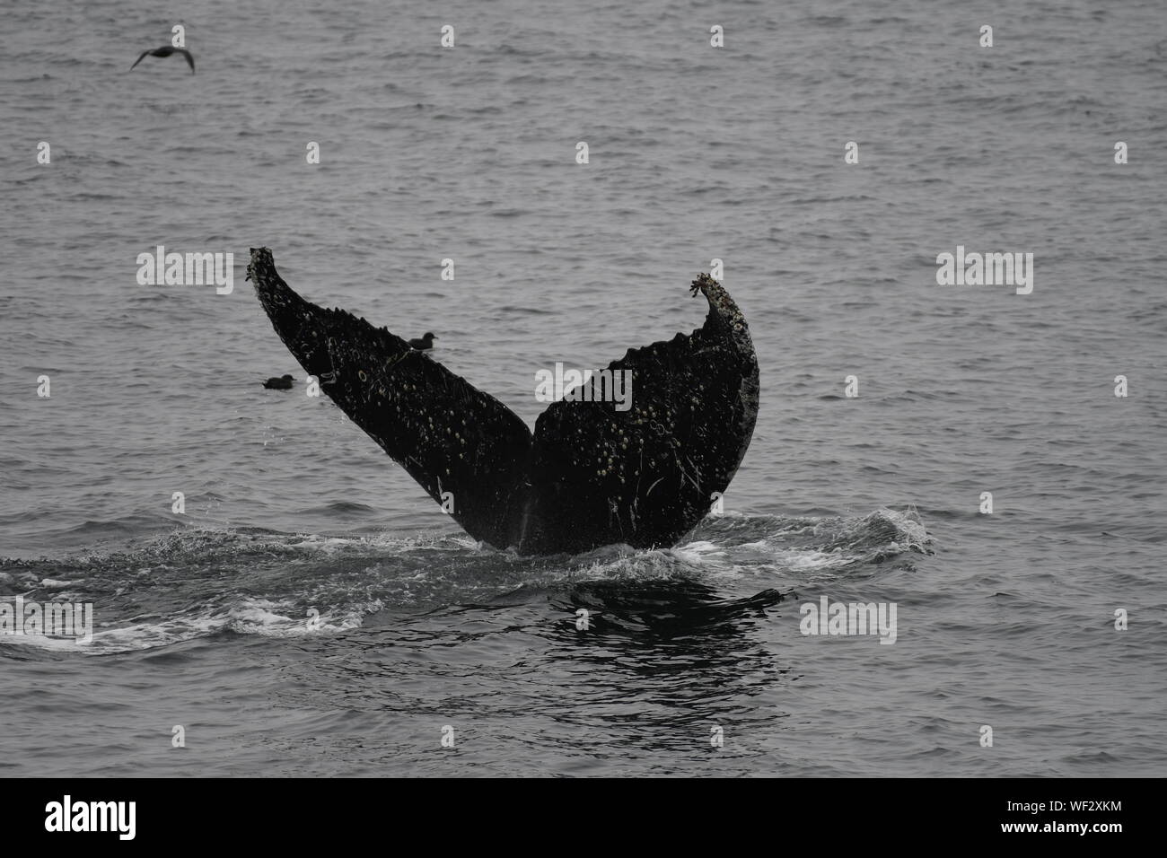 Whale Tale, Dutch Harbor, AK Stock Photo Alamy