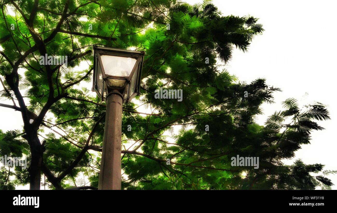 Light green tree hi-res stock photography and images - Alamy