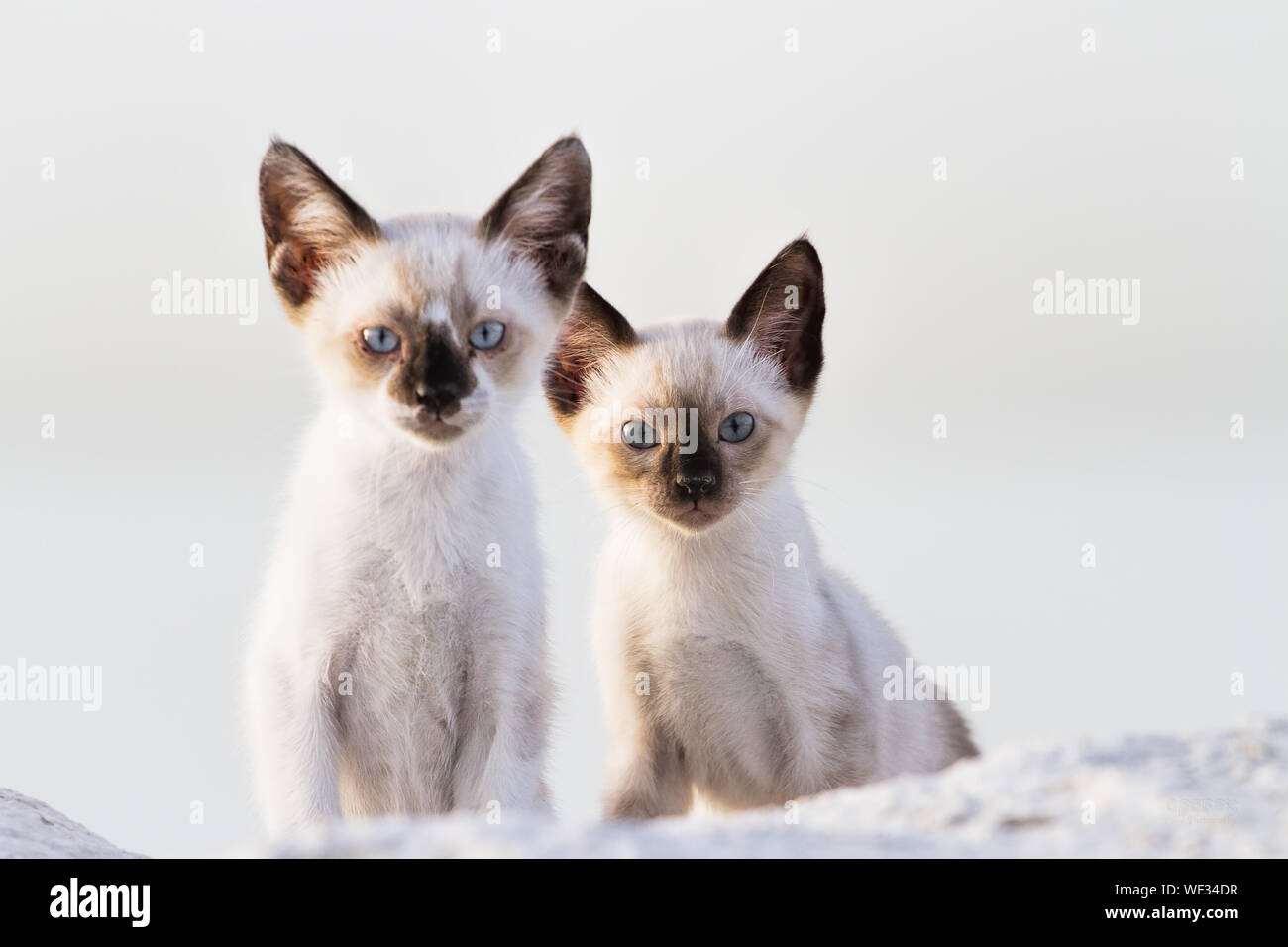 Close-up Portrait Of Wild Cats Against White Background Stock Photo - Alamy