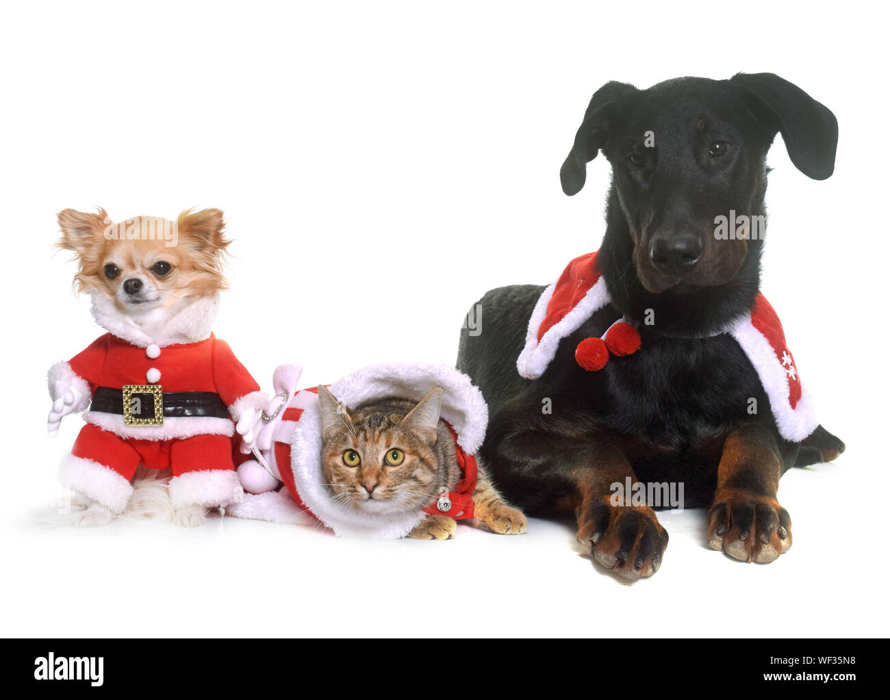 Pets Wearing Christmas Costume Against White Background Stock Photo