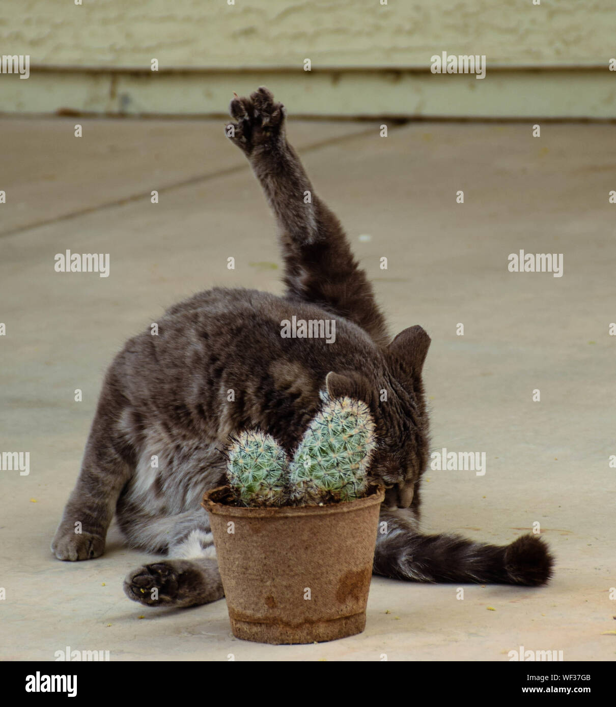 Download Cactus Cat High Resolution Stock Photography And Images Alamy