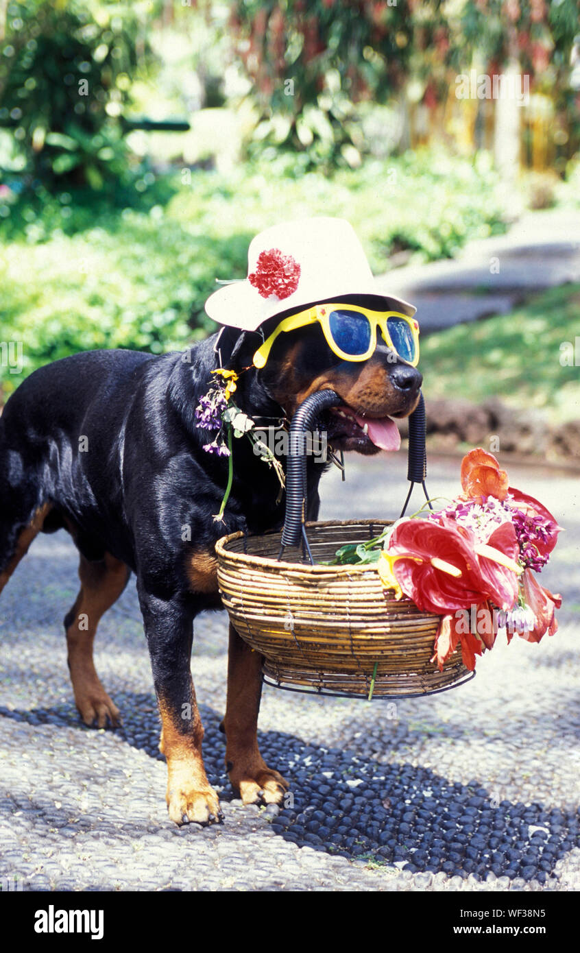 rottweiler sunglasses