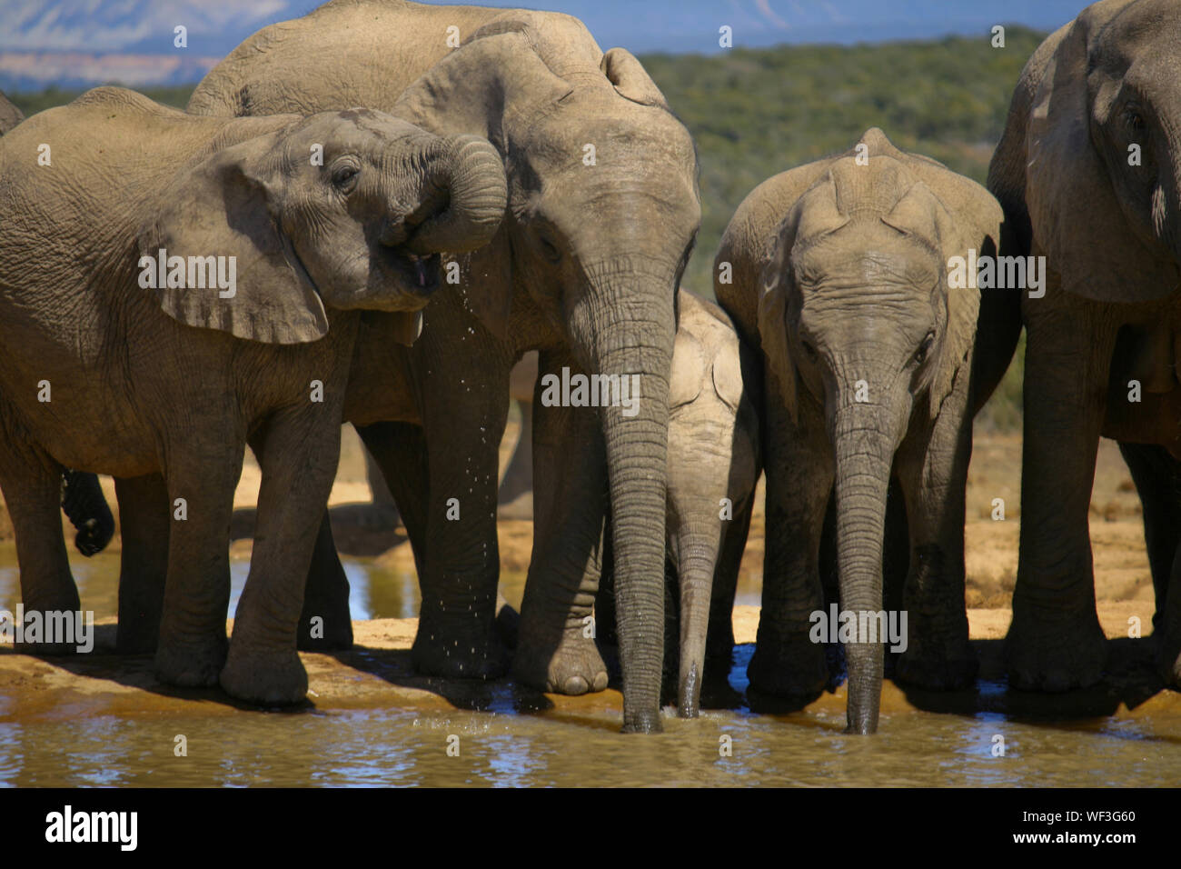 Elephant Drinking Water In Lake Stock Photo