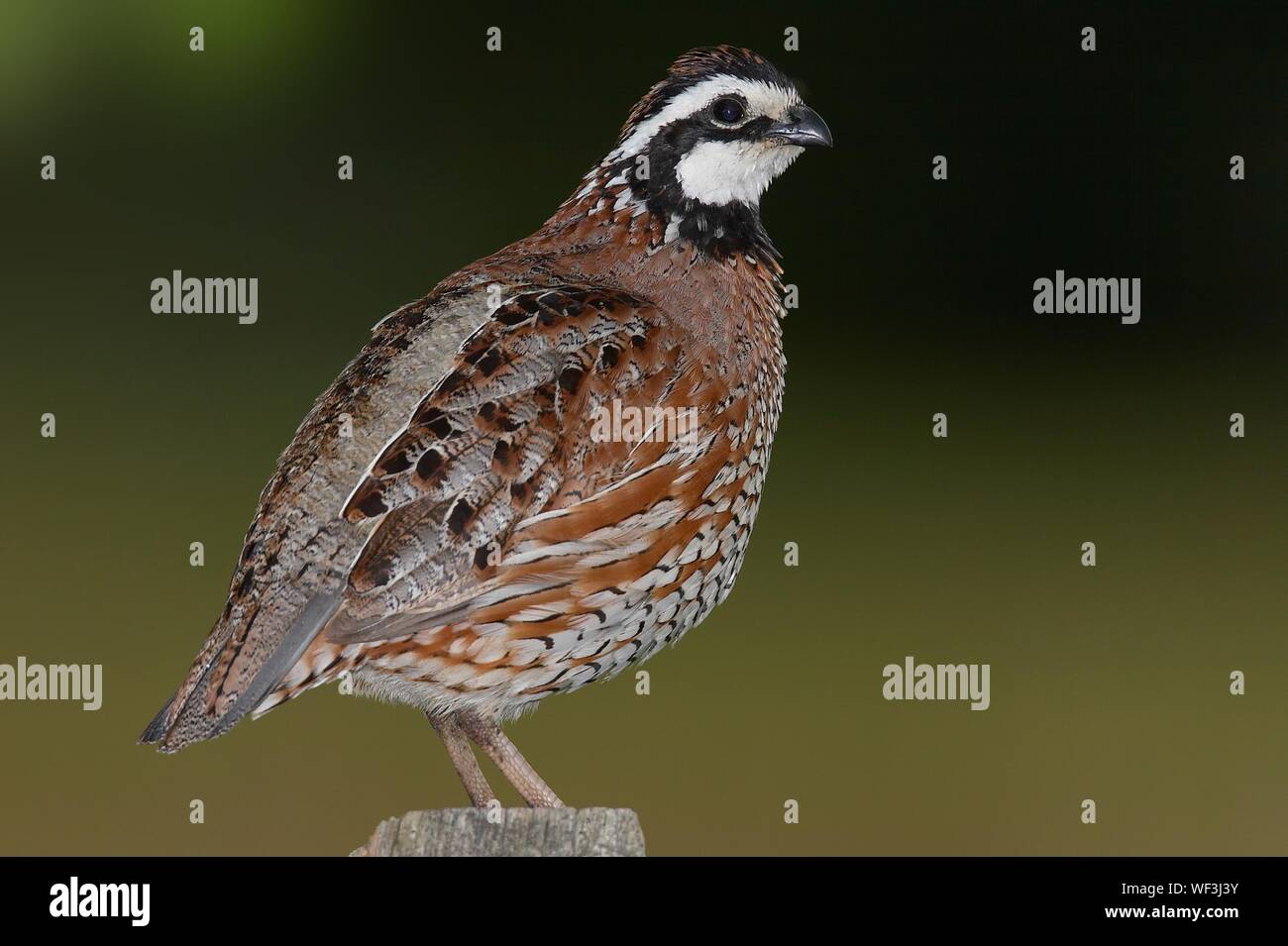 Close-up Of Northern Bobwhite Perching On Wooden Post Stock Photo