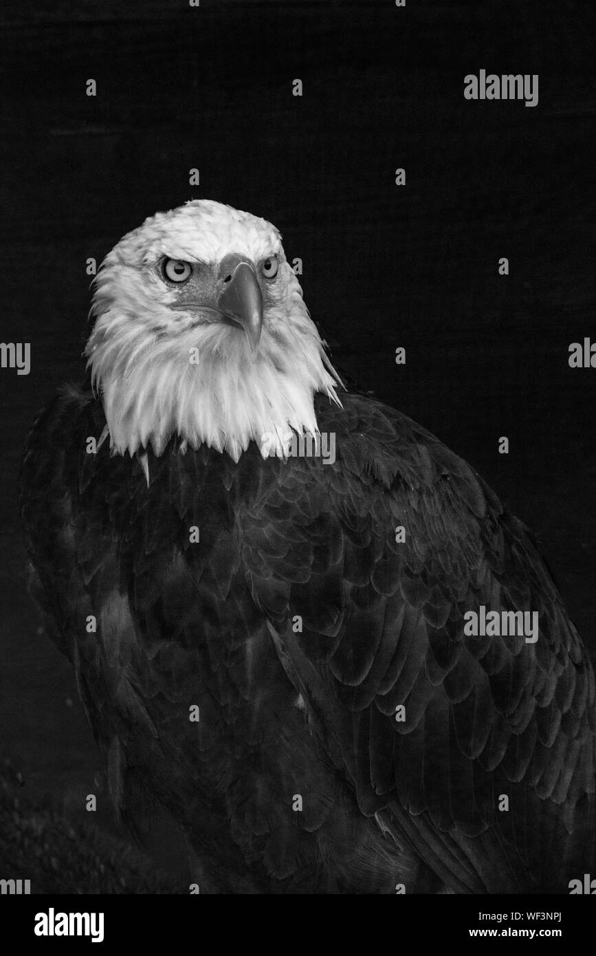 Bald eagle in the wild Black and White Stock Photos & Images - Alamy