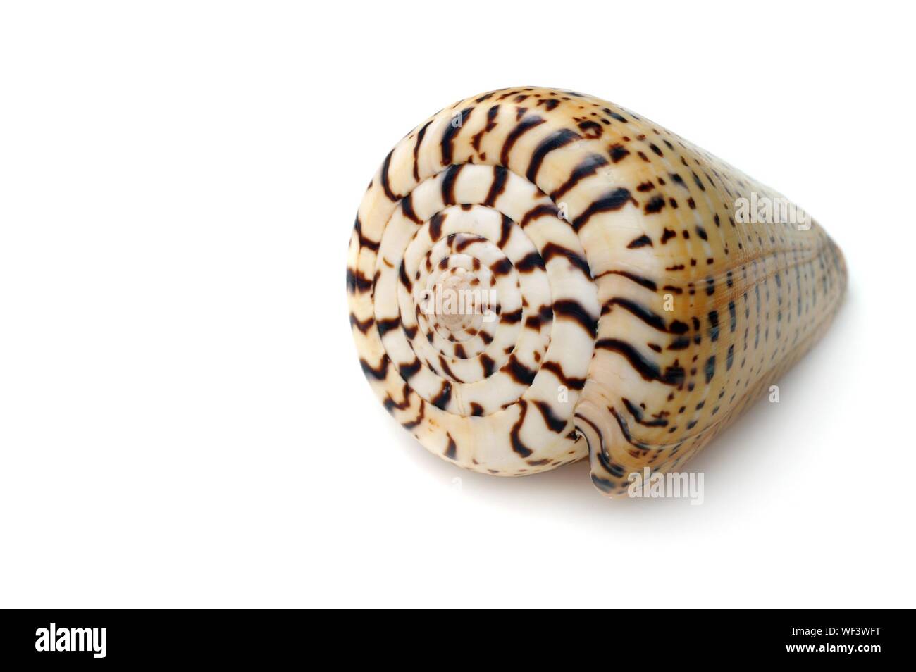 Close Up Of Spiral Seashell White Background Stock Photo