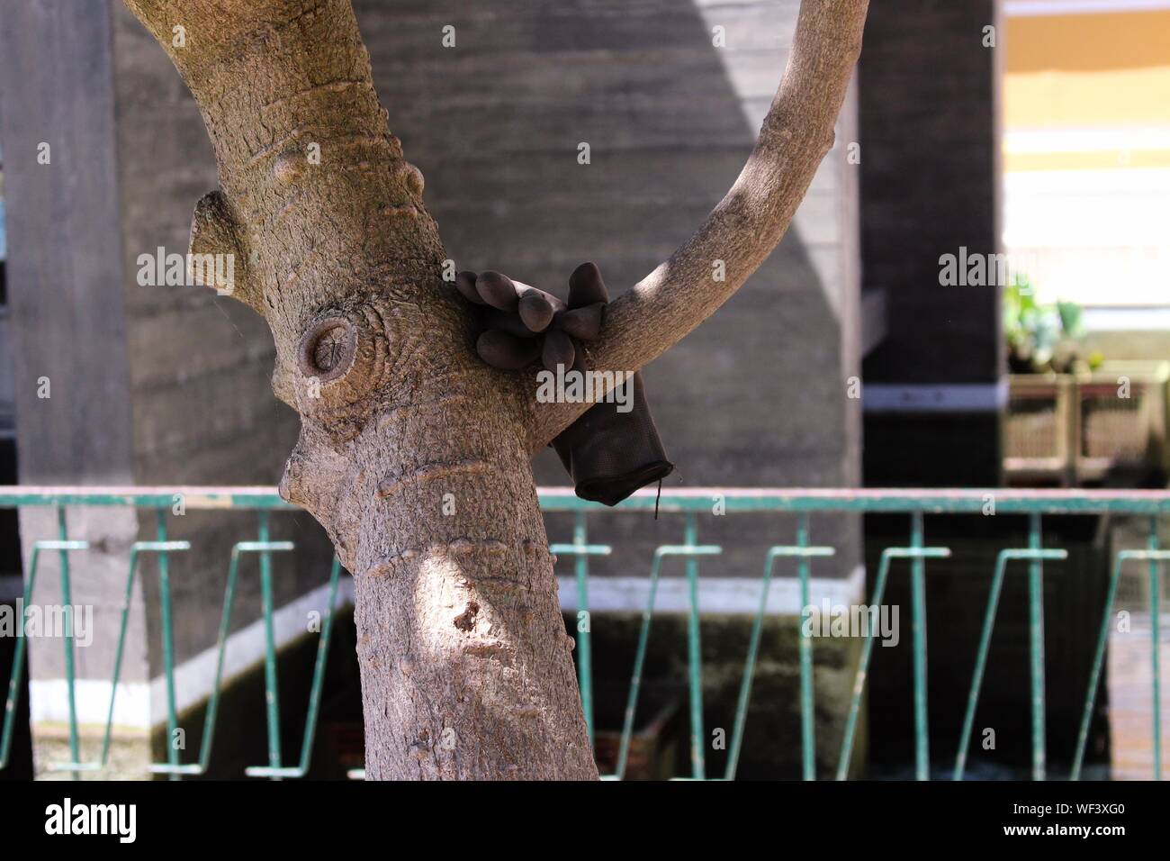 Protective Glove On Tree Stock Photo