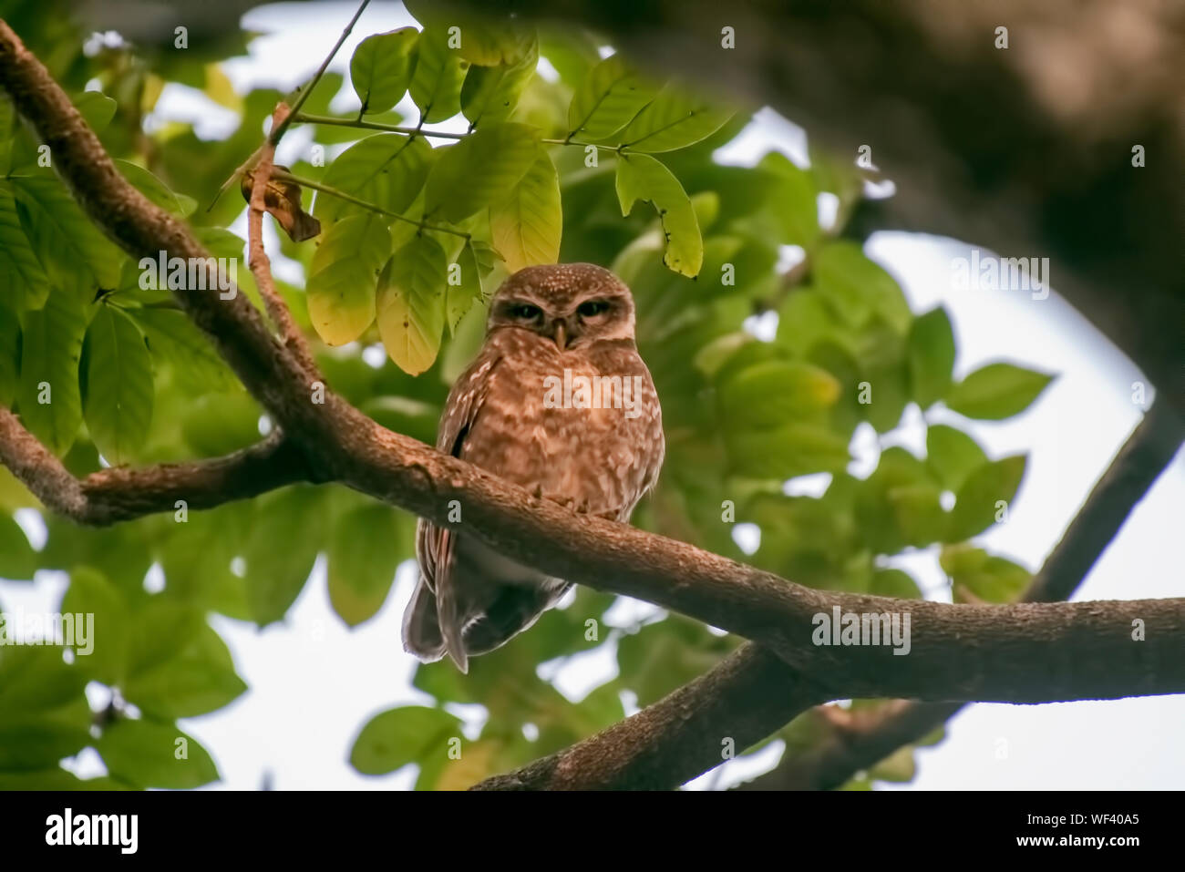 wildbird owlet